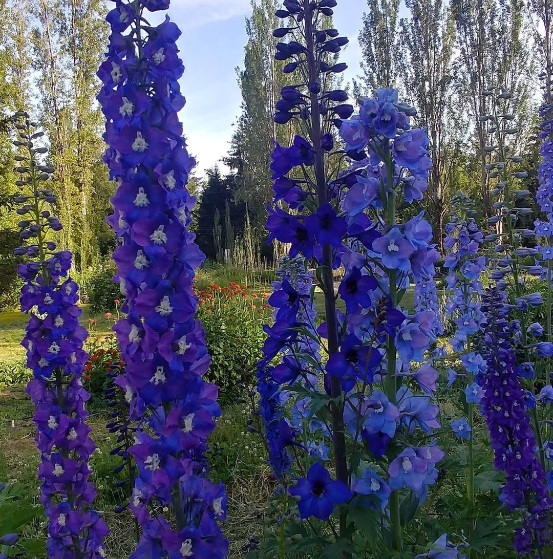 Delphinium - Blues Mix
