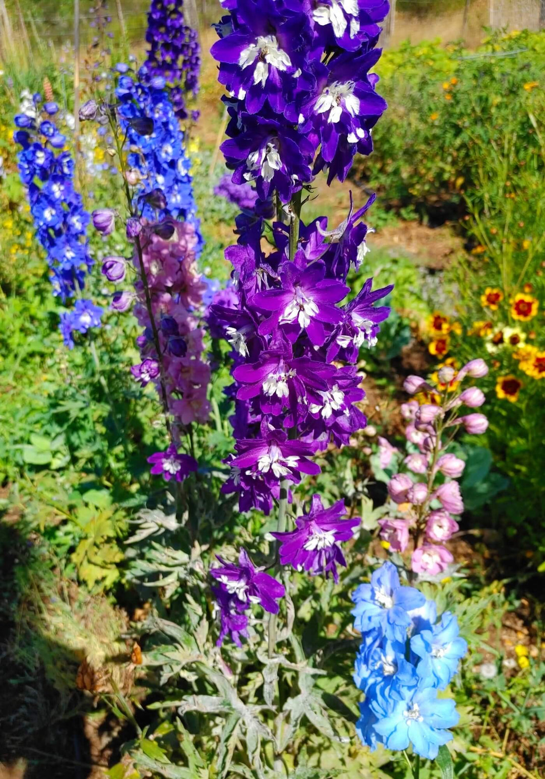 Delphinium Mixed Colors