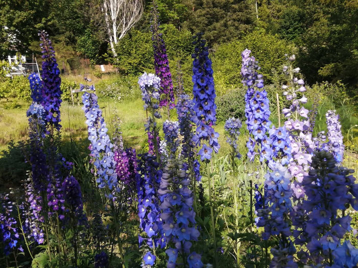 Delphinium Mixed Colors