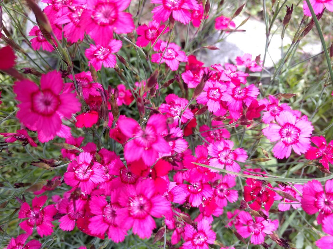 Pinks - Old Fashioned