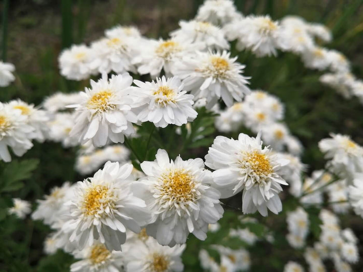 Double Feverfew