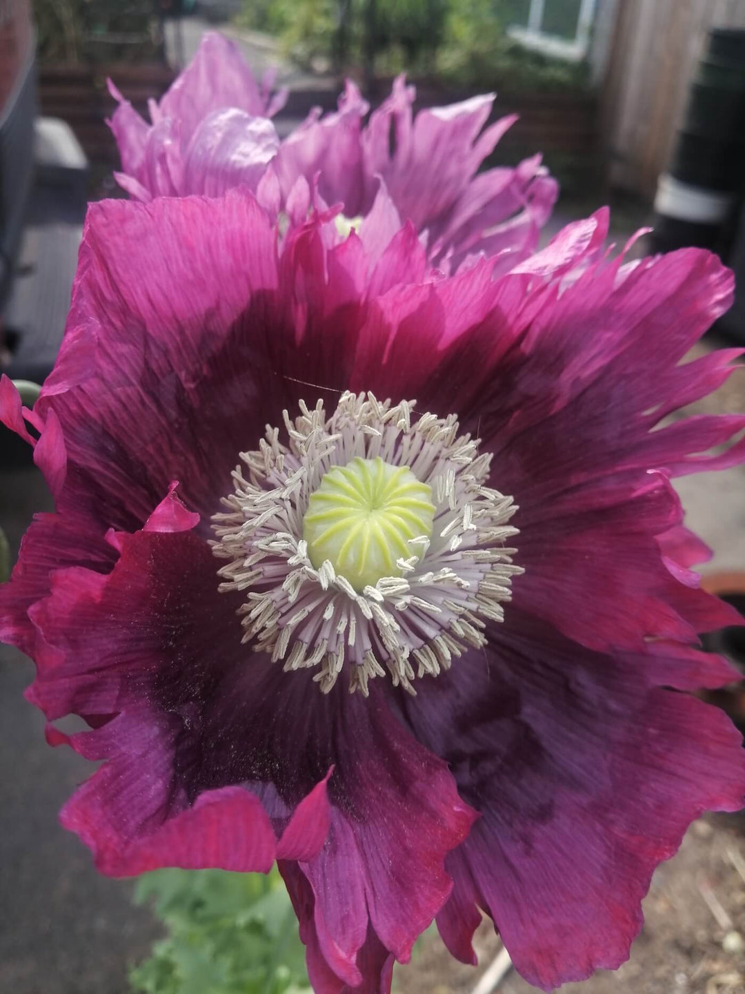 Poppy - Drama Queen