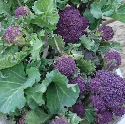 Broccoli - Early Purple Sprouting