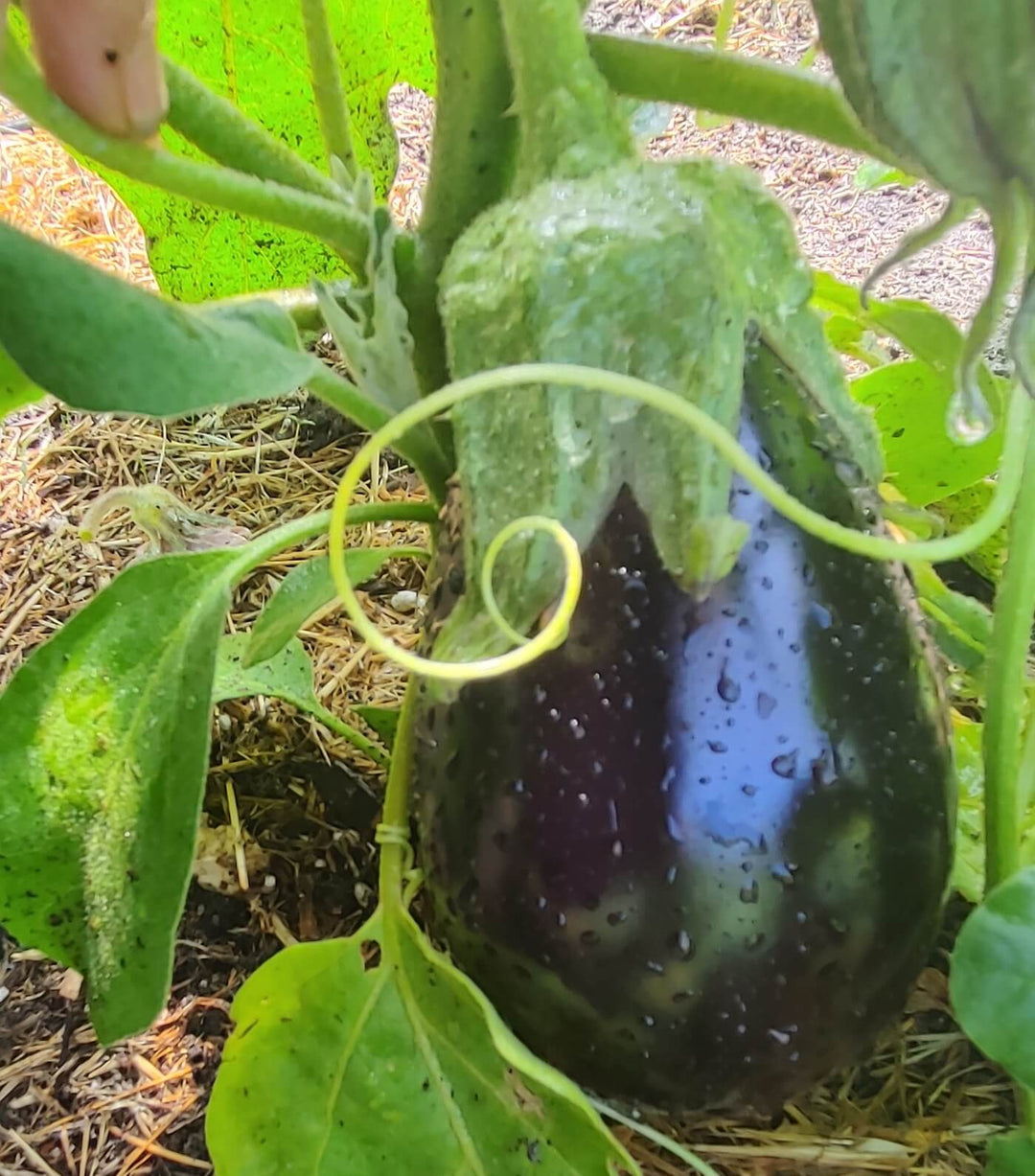 Eggplant