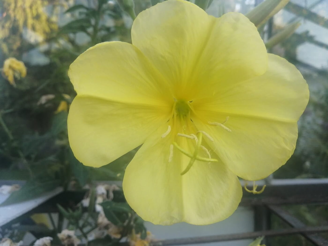Evening Primrose