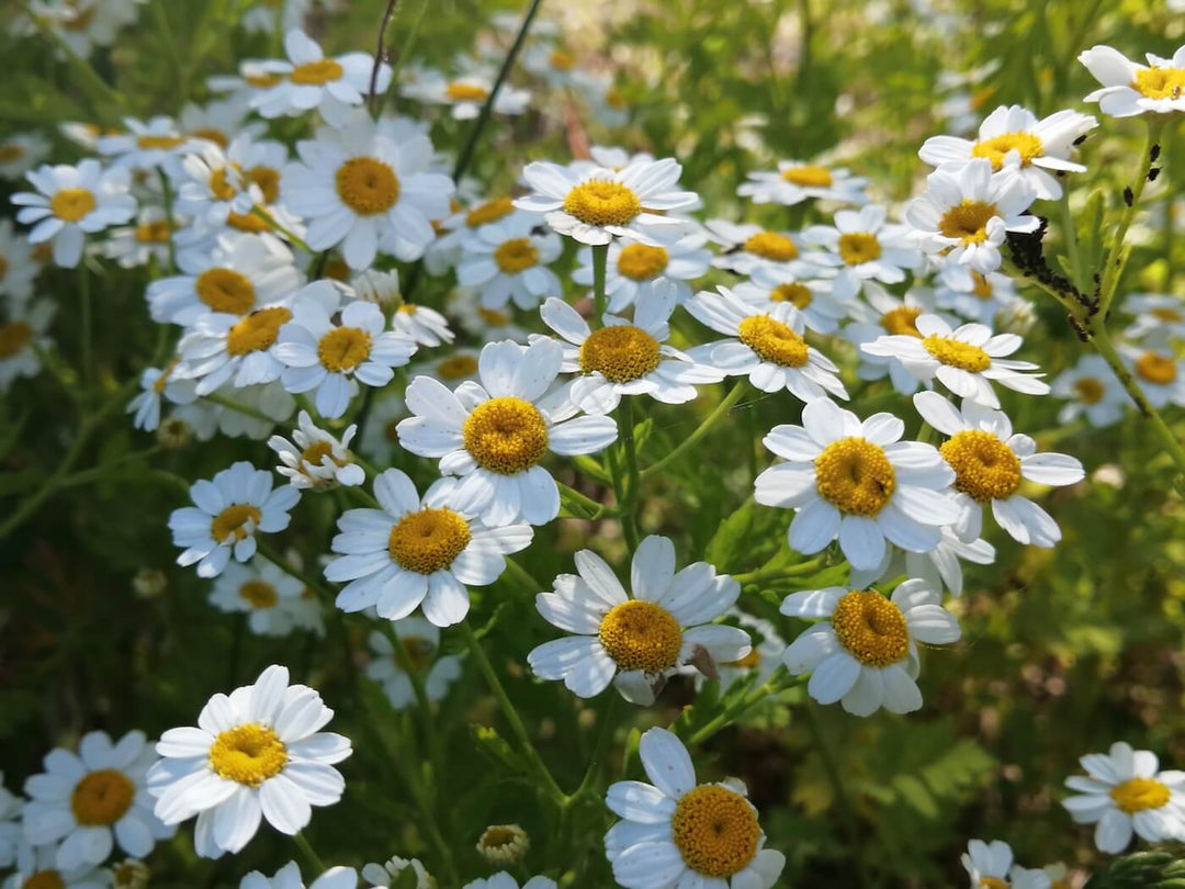 Feverfew