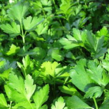 Parsley - Flat Leaf Italian