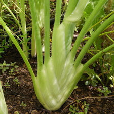 Florence Fennel