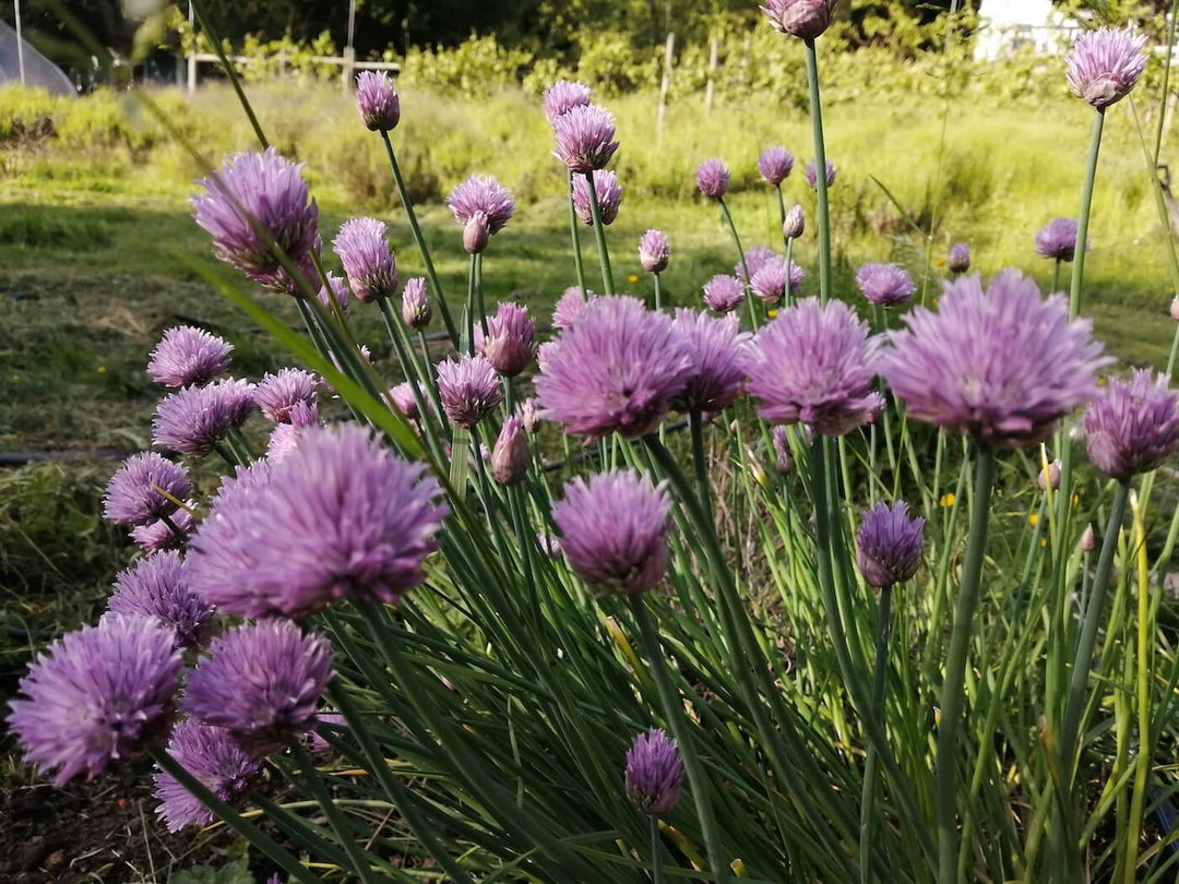 Chives