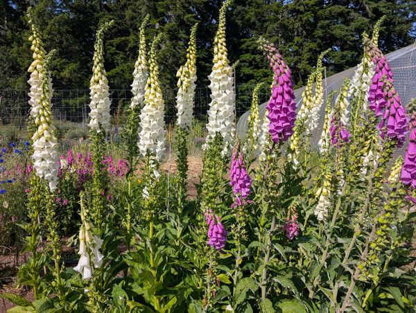 Foxglove Mix