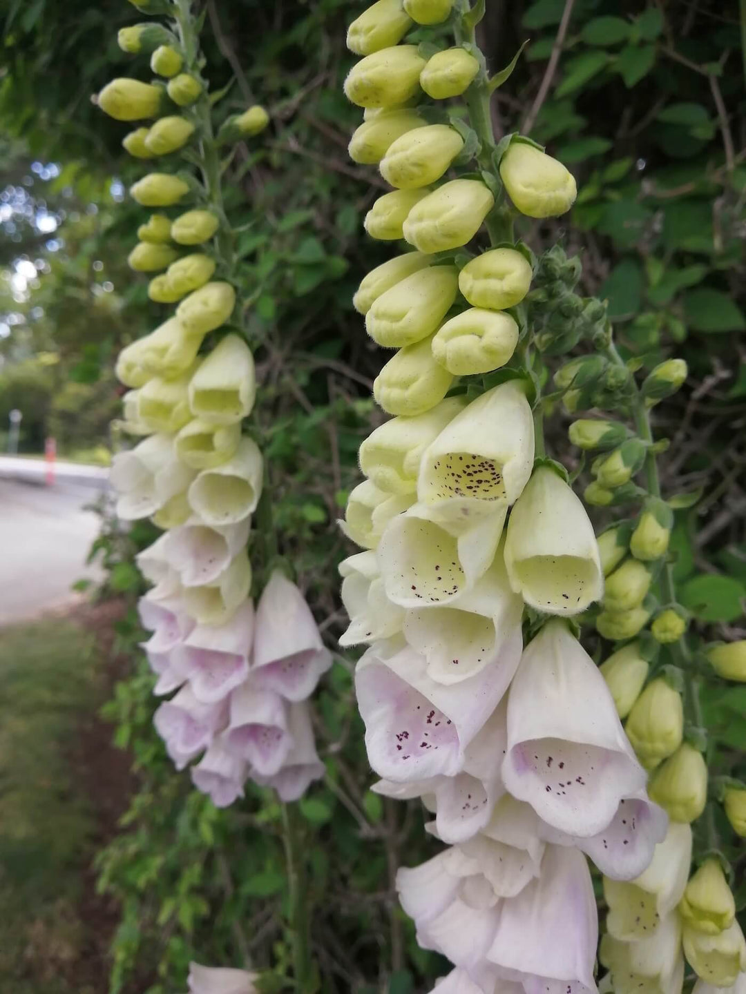 Foxglove - Digitalis purpurea f. albiflora