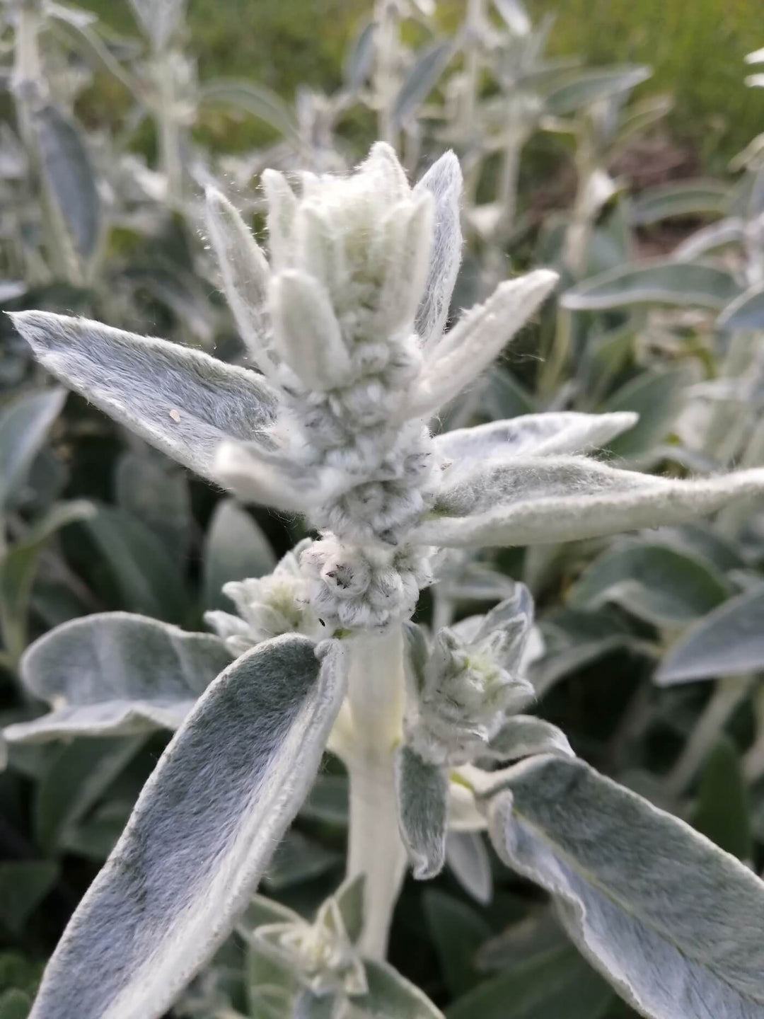 Lambs Ear