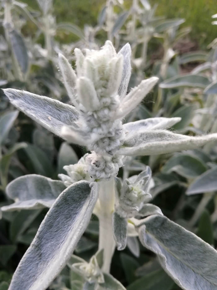 Lambs Ear