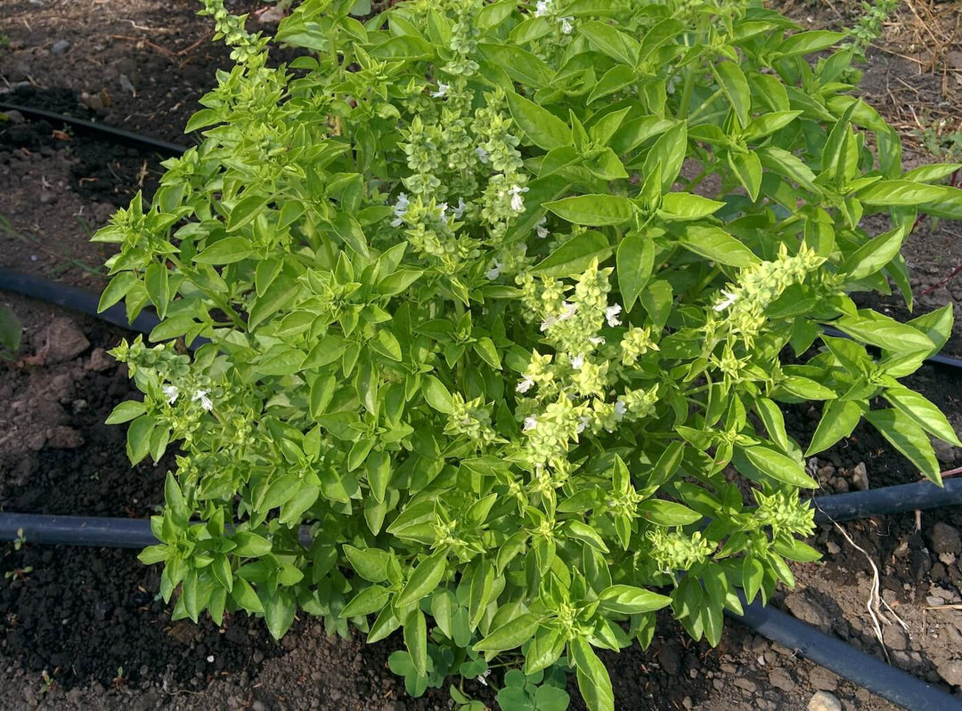 Basil - Genovese