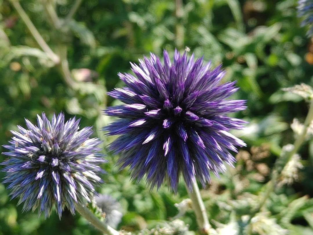Globe Thistle