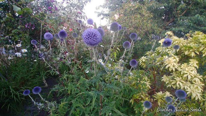 Globe Thistle