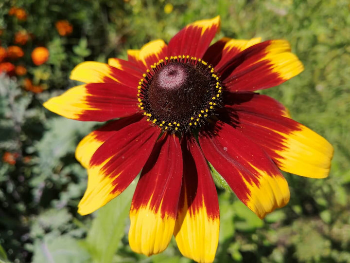 Gloriosa Daisy