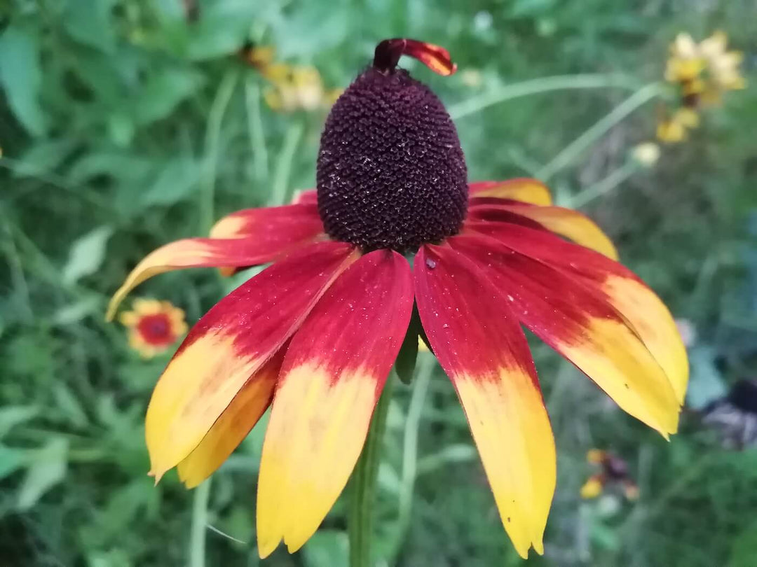 Gloriosa Daisy