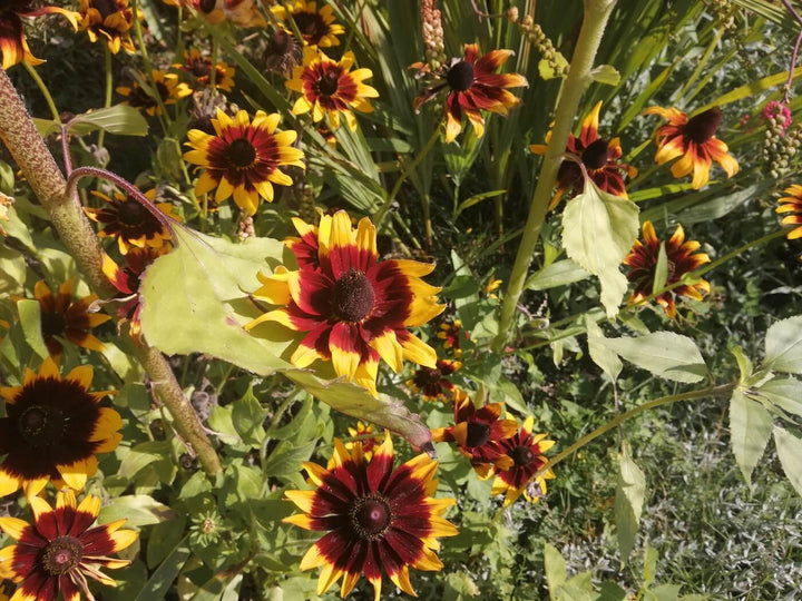 Gloriosa Daisy