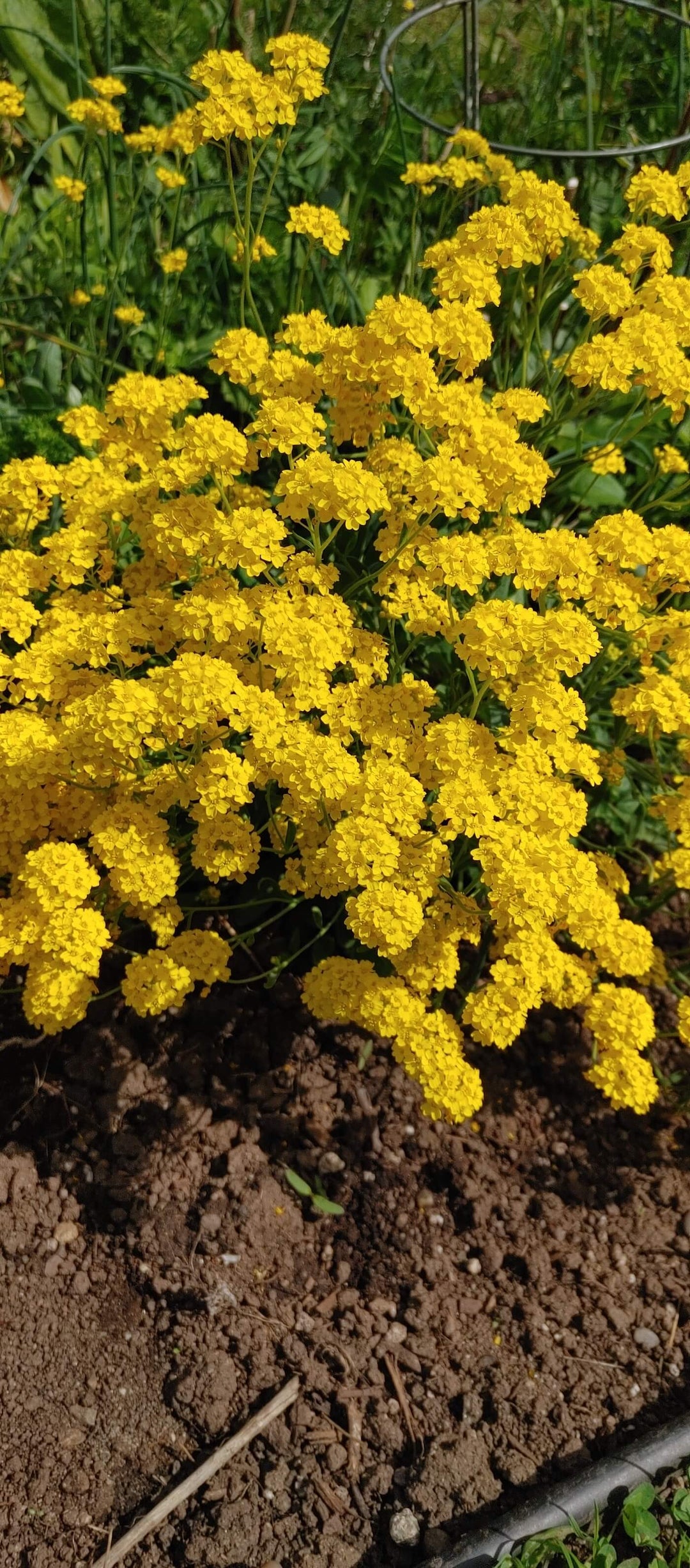 Alyssum - Gold Dust