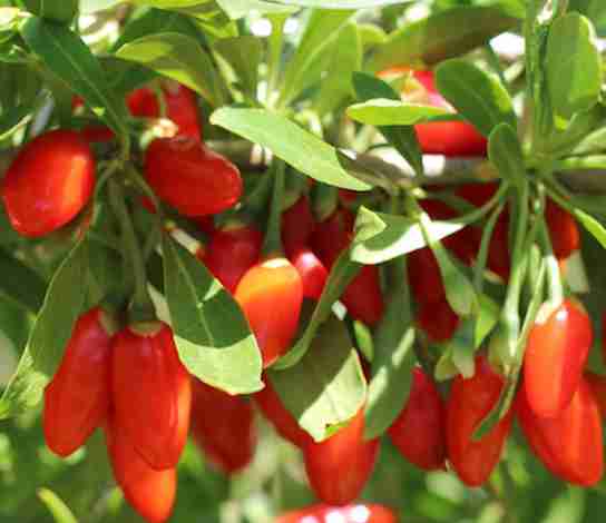 Goji Berry