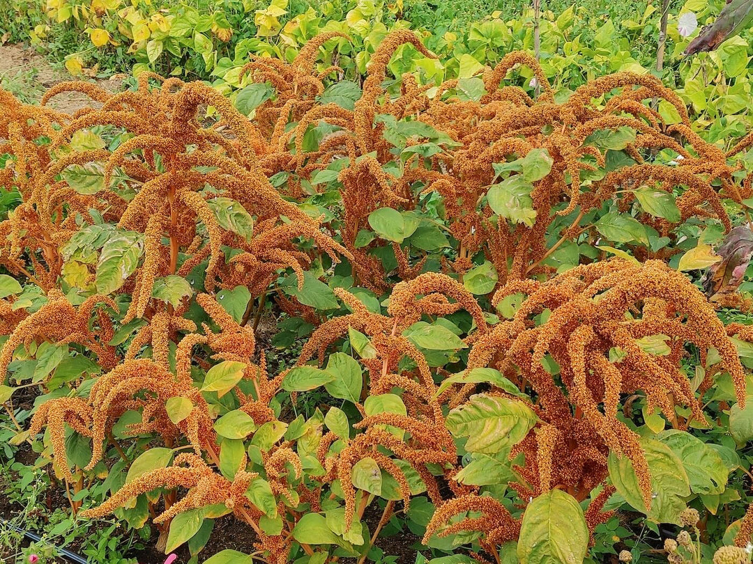 Amaranth - Giant Orange Chinese