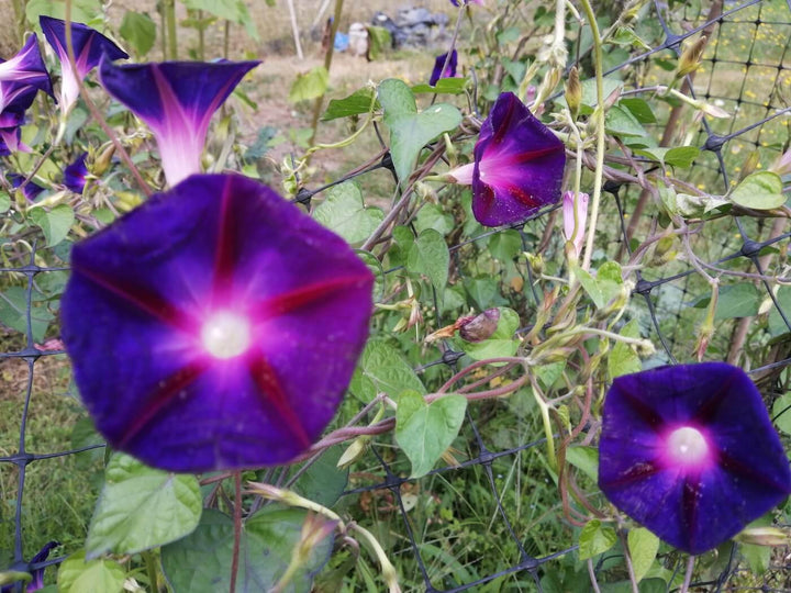 Morning Glory - GrandPa Ott