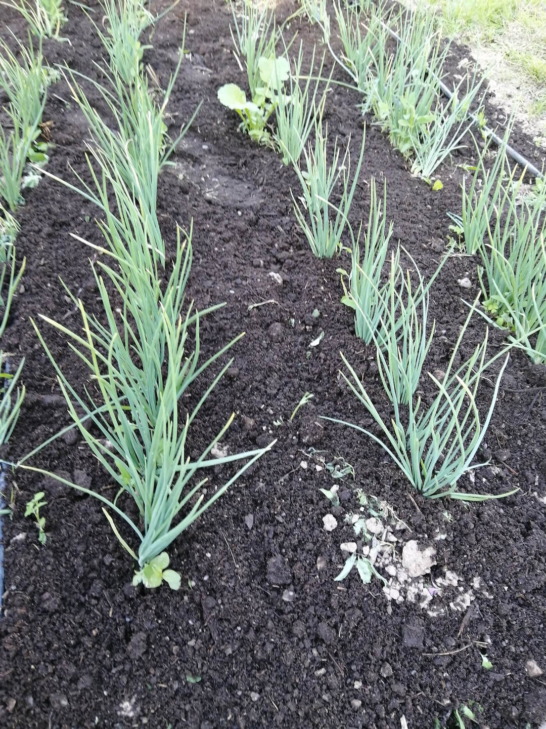 Green Onions - Evergreen