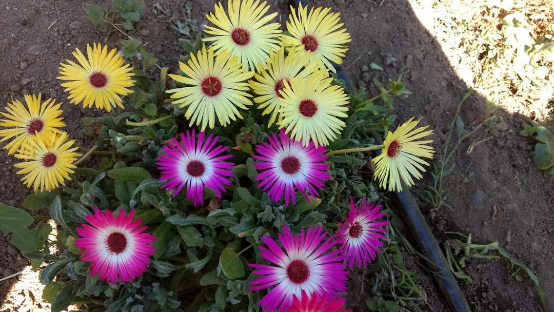 Ice Plant Mix