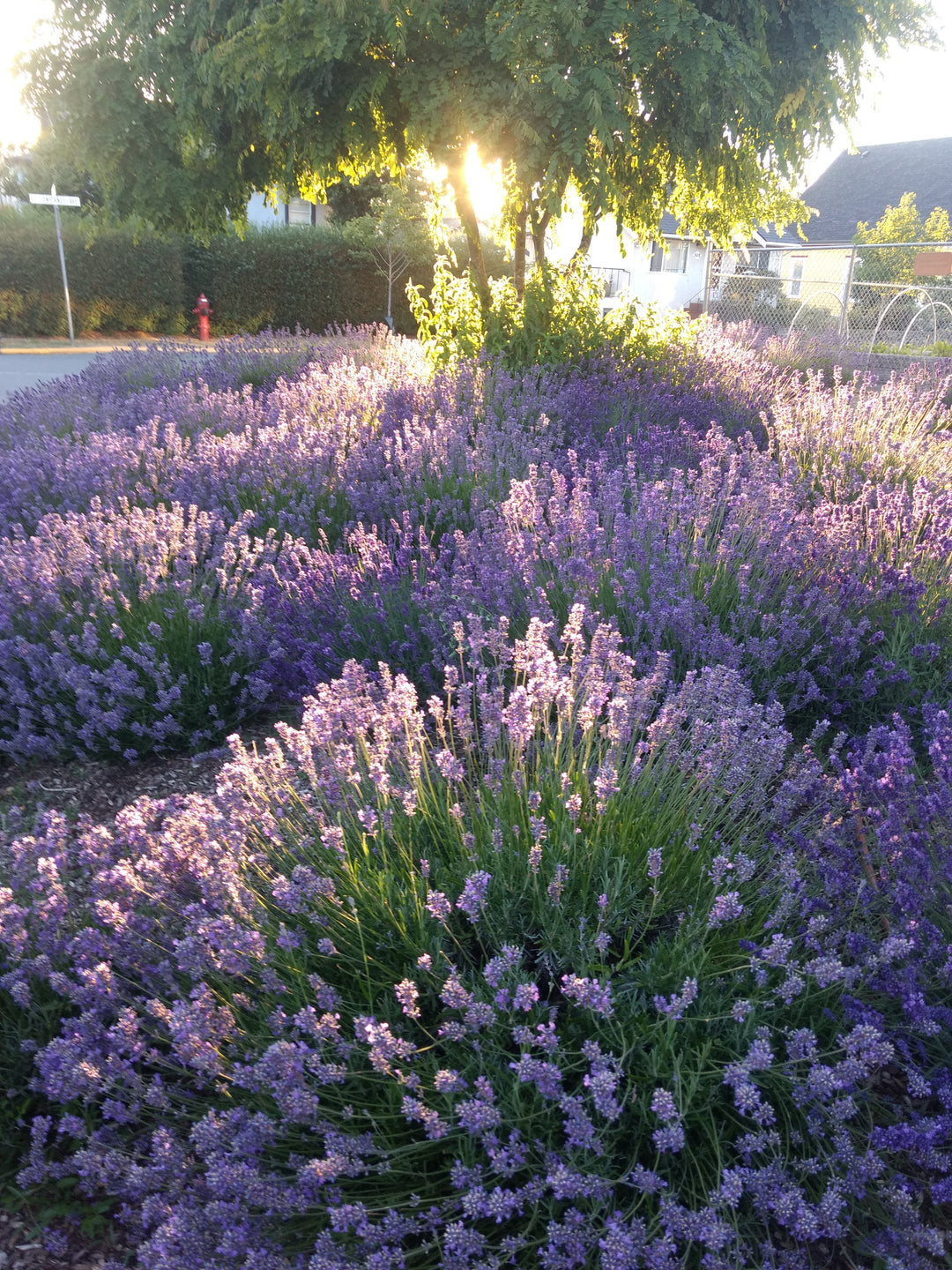 Lavender-Unique Spanish Mix