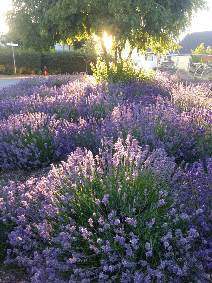 Lavender-Unique Spanish Mix