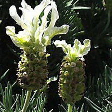 Lavender-Unique Spanish Mix