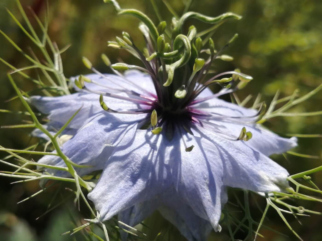 Nigella - Miss Jekyll