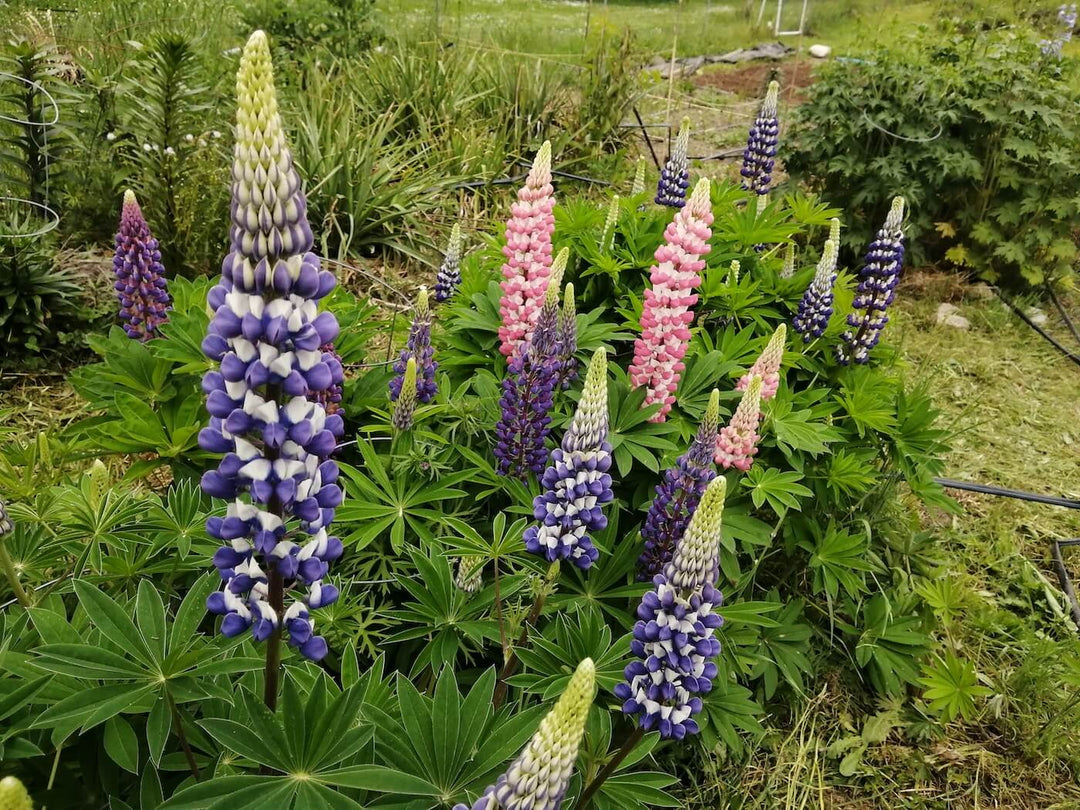 Lupines - Russell Mix