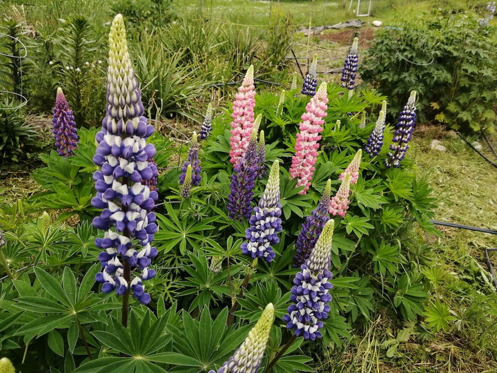 Lupines - Russell Mix