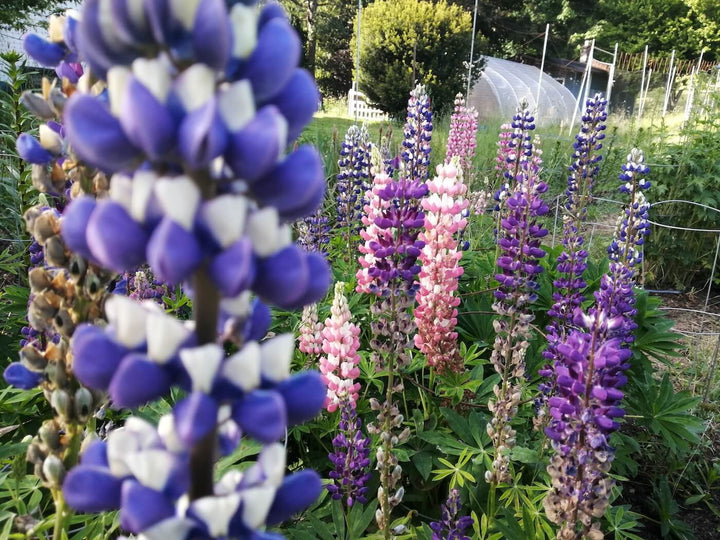 Lupines - Russell Mix