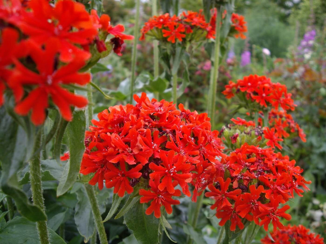 Lychnis Maltese Cross