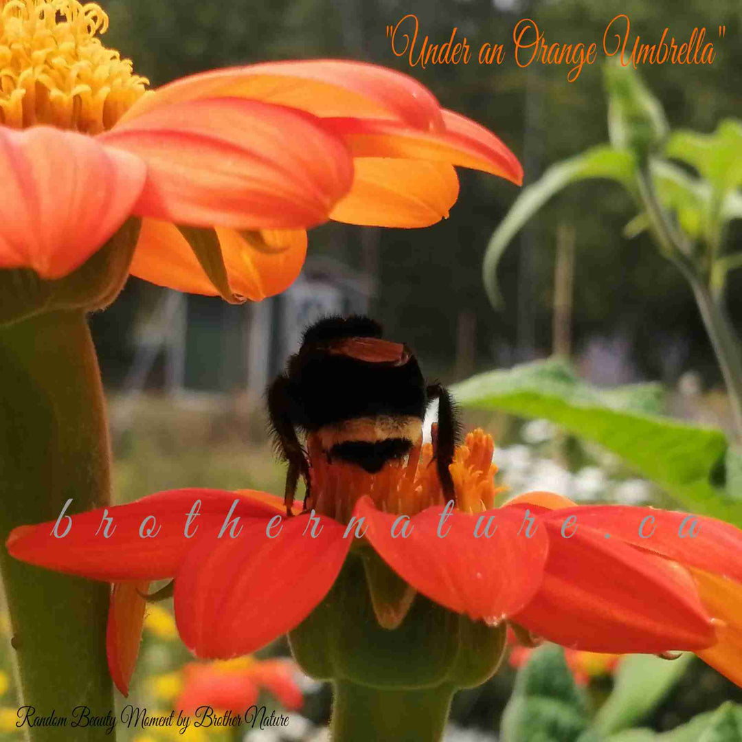 Mexican Sunflower