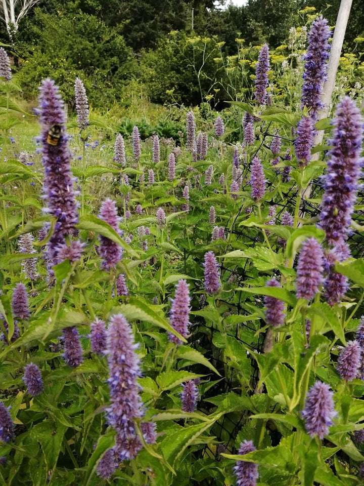 Mint - Purple Agastache