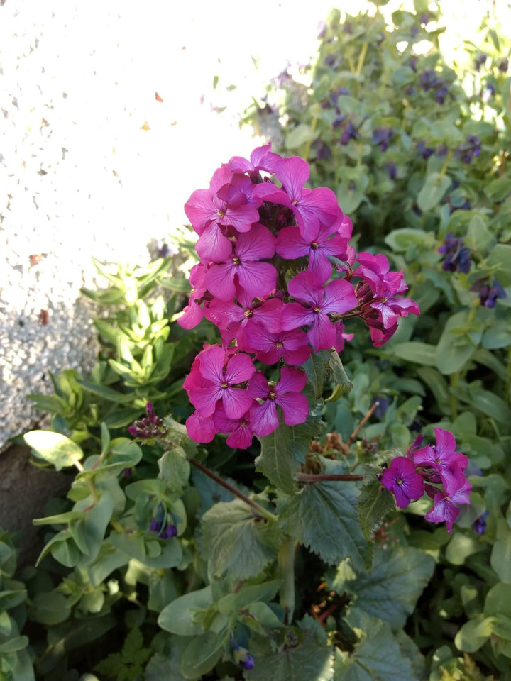Money Plant -  Purple Lunaria