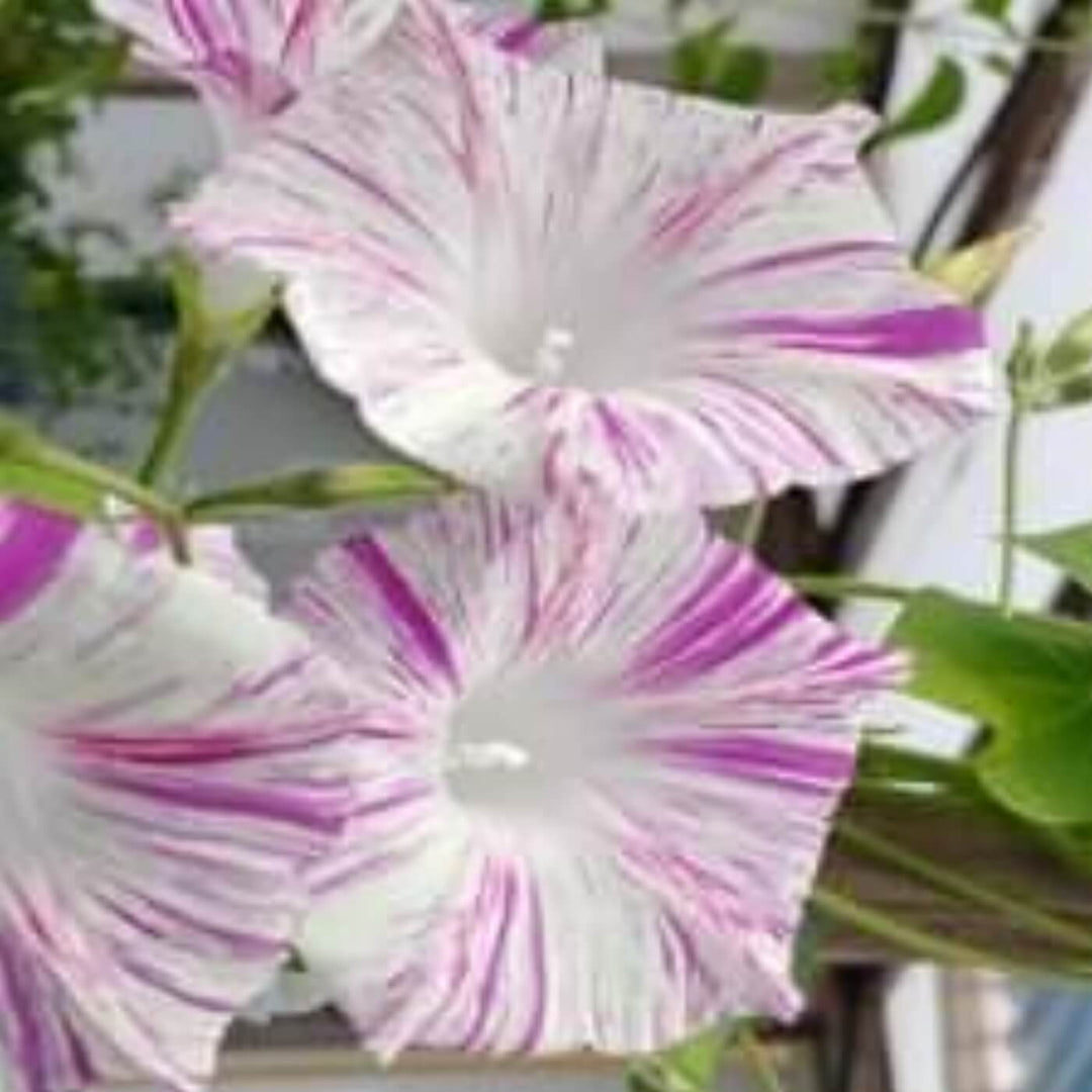 Morning Glory - Venice Pink