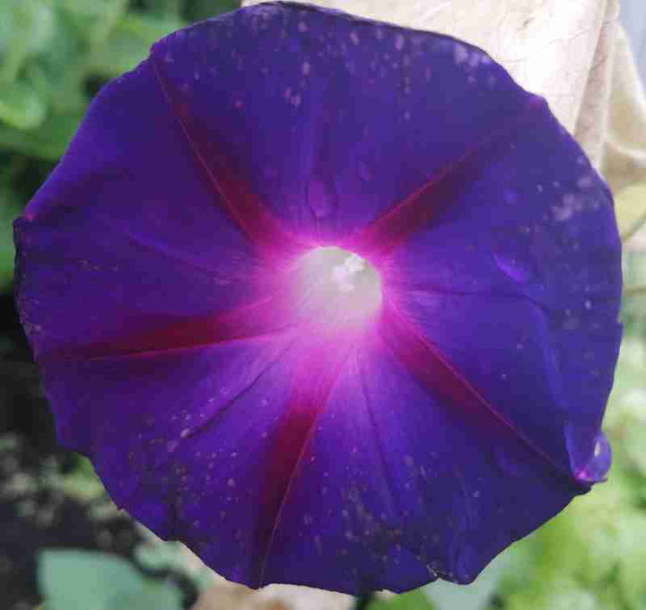 Morning Glory - GrandPa Ott