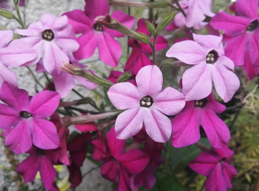 Nicotiana Scented - Mix