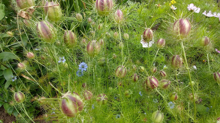 Love in a Mist - Nigella