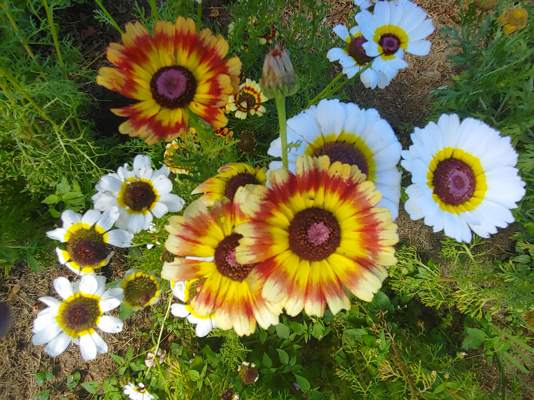 Painted Daisy