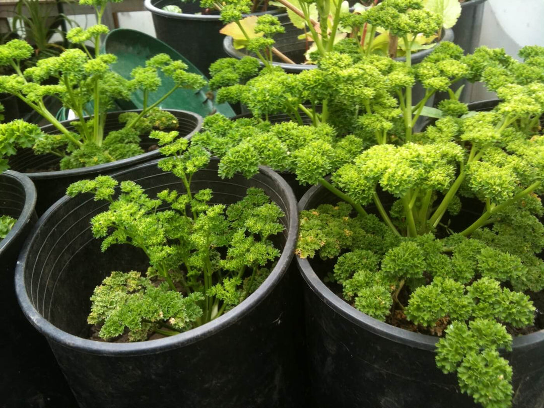 Parsley - Moss Curled