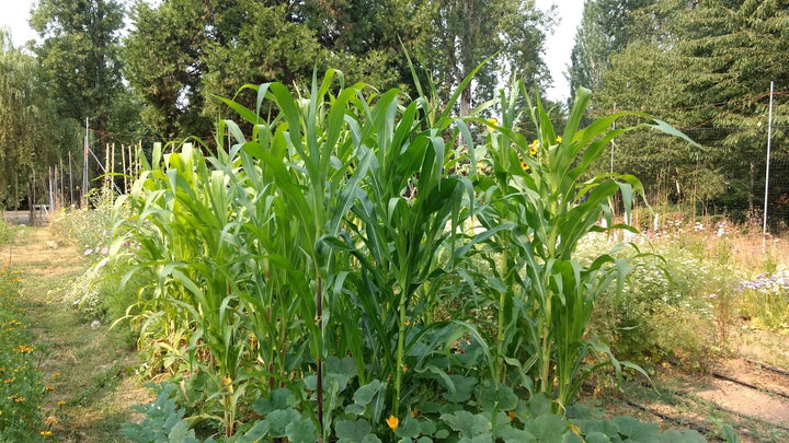 Corn  - Peaches & Cream