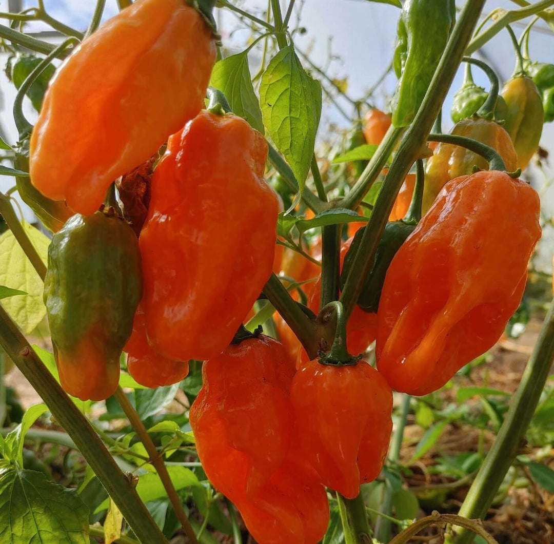 Pepper - Hot Habanero