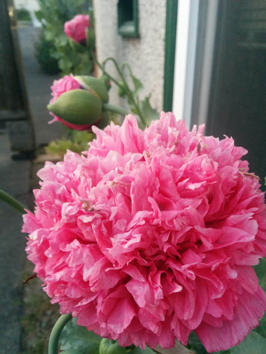 Poppy - Pink Peony