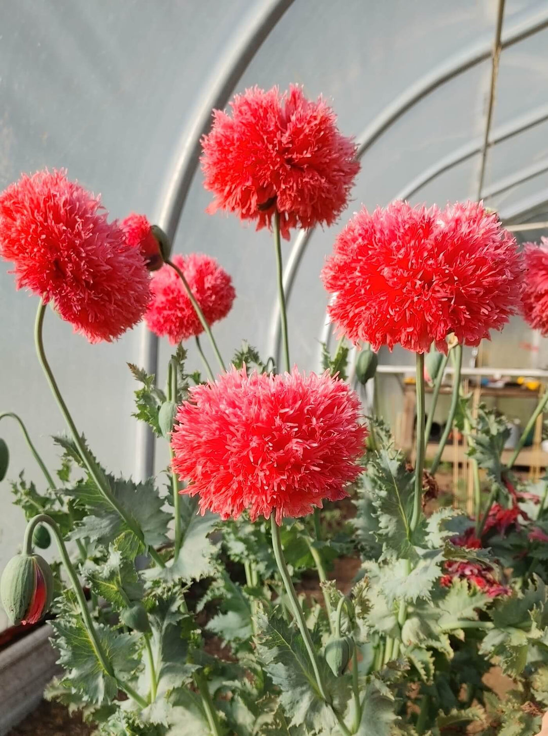 Poppy - Pom Pom